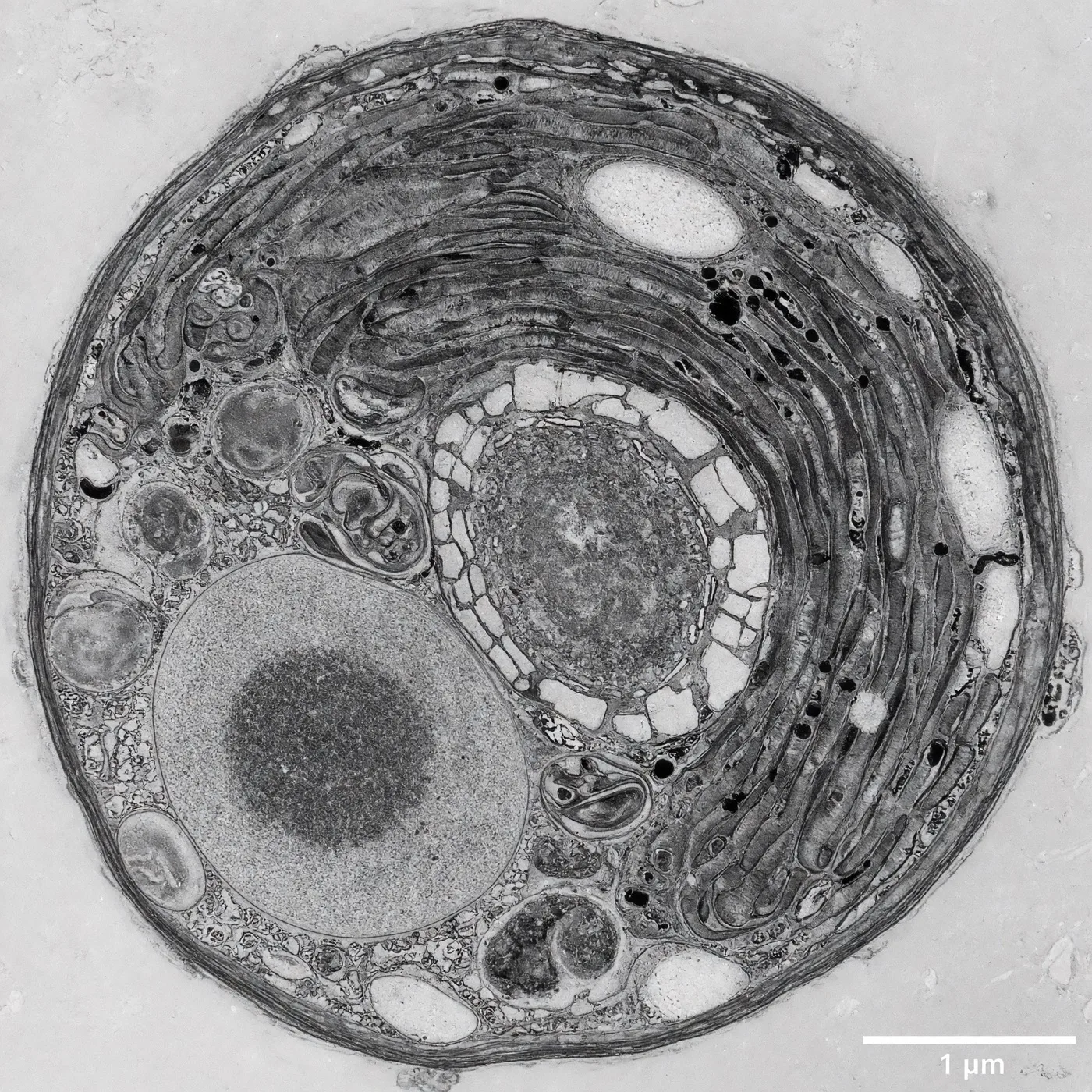 Illustration resembling a magnified view of a chlorella cell.